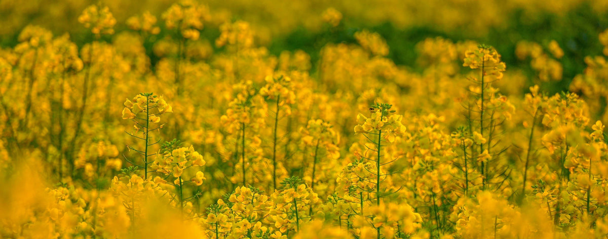 Vårblommor 